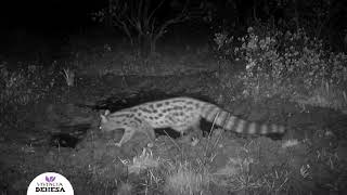 La jineta, un animal nocturno y solitario | Vivencia Dehesa
