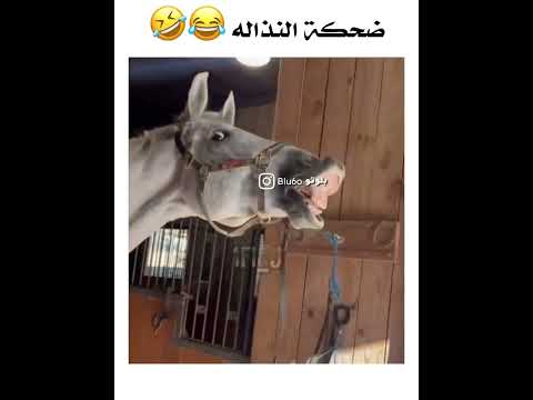 الحصان يضحك
