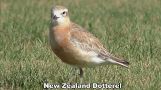 The Endangered New Zealand Dotterel