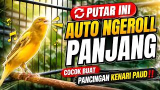  Kenari Diam Putar Ini Auto Ngeroll Panjang Cocok Buat Pancingan Kenari Paud kenaripaud