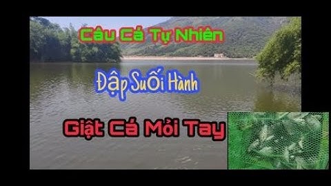 Câu Cá Rô Phi Quấn Ổ - Giật Mỏi Tay - Câu Đài Tự Nhiên #22