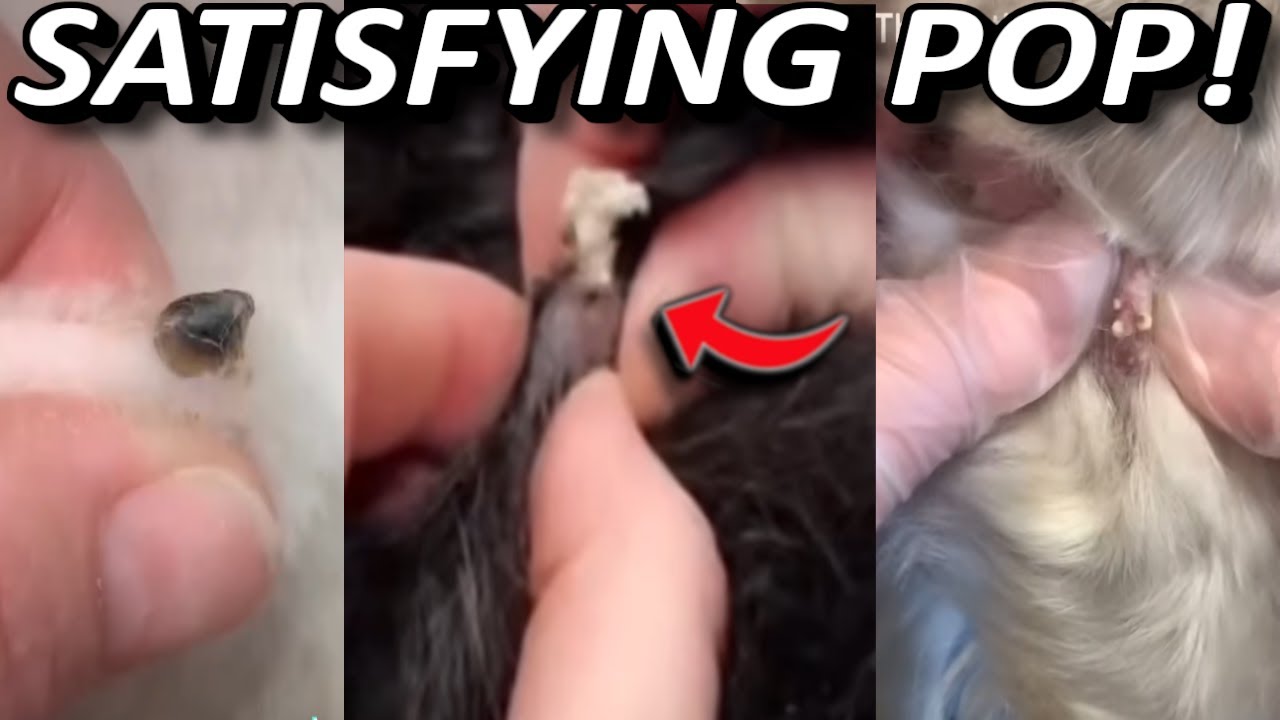 INSANE DOG PIMPLE POPS THAT WILL BLOW YOUR MIND! YouTube