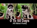50 days journey of siberian husky puppy  facts about siberian huskies