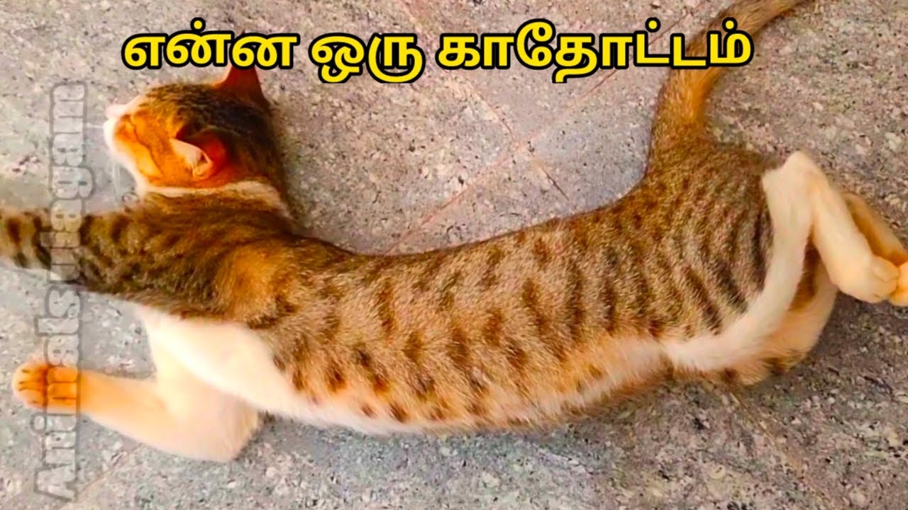 அடிக்கிற வெய்யிலுக்கு 😂Animals atrocities Tamil |animals funny videos tamil