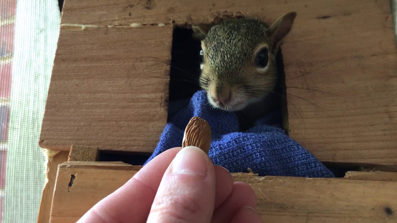 camera iphone 8 plus apk Young squirrel loves almonds!