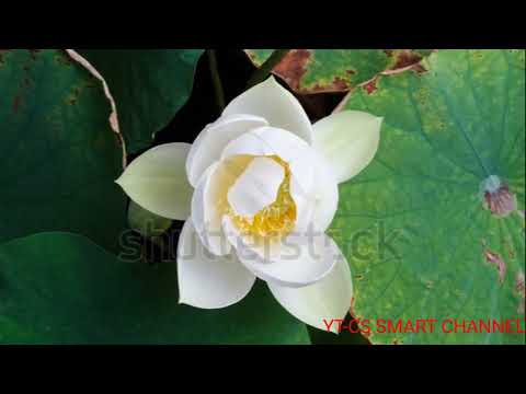 Bewafaa Tu ||: Divya,Yash,Meezaan,pearl || Jubin Nautiyal