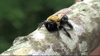 Destructive Carpenter Bees Can Be Controlled