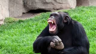 Discover the Fascinating World of Chimpanzees : A Closer Look at Our Closest Relatives