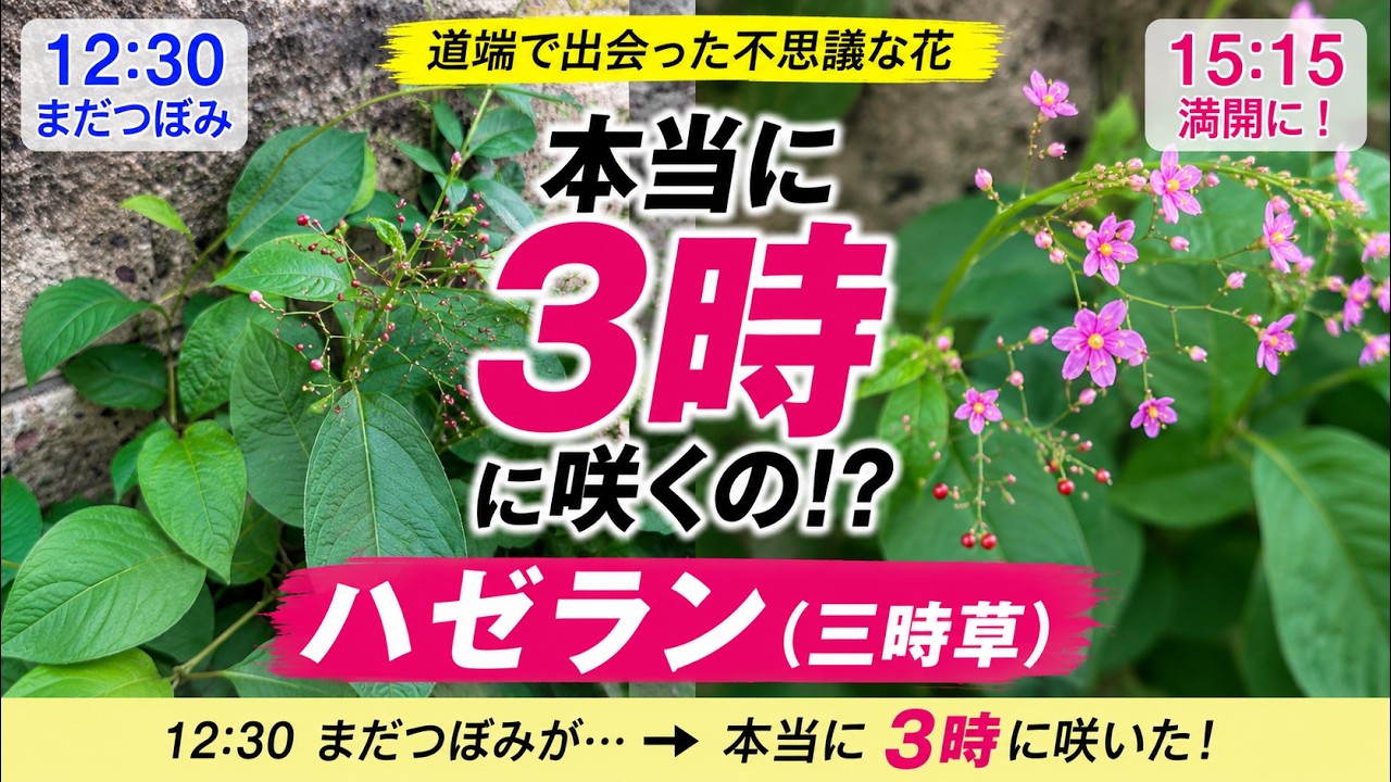 はながさいたら 3号 It Really Bloomed at 3:00! Time-lapse Observation of Flameflower