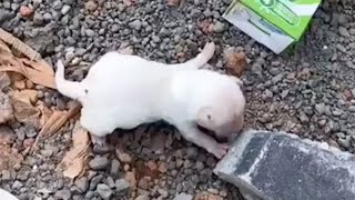 On the bank of a stream, a hungry 5-day-old puppy cried and tried to crawl to find its mother