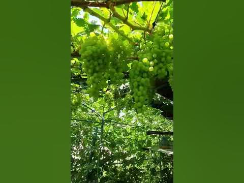 Виноград кишмиш «Столетие» - YouTube