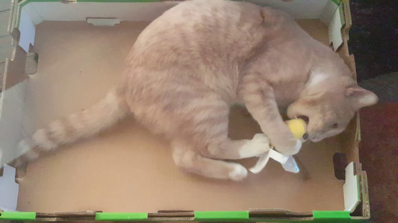 Cats playing with bee 