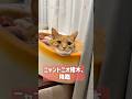 ニャントニオ猪木、降臨