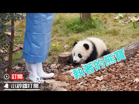 《熊貓早晚安》熊貓寶寶：奶媽別跑，陪我玩會！| iPanda熊貓頻道