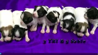 IntCh Vicky's Pup ! TEN ちゃん ビッキーカンピオン 検索動画21 IntCh Vicky's Pup ! TEN ちゃん ビッキーカンピオン 検索動画 21