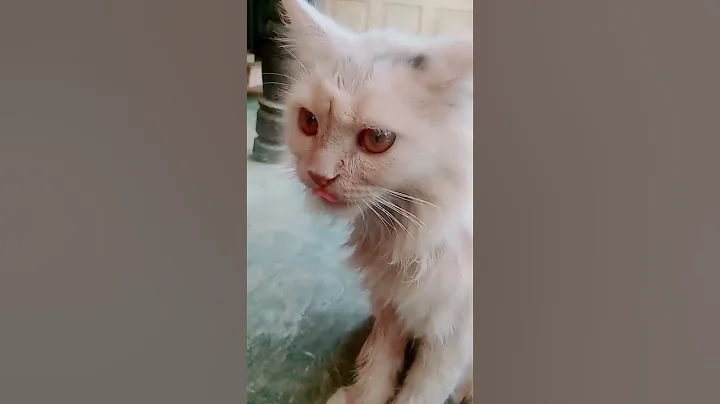 Video 10798091: cat bathing pets