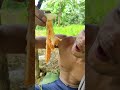 Primitive technology - Village Boy find Rich fruits And Eating Delicious in jungle #shorts #short