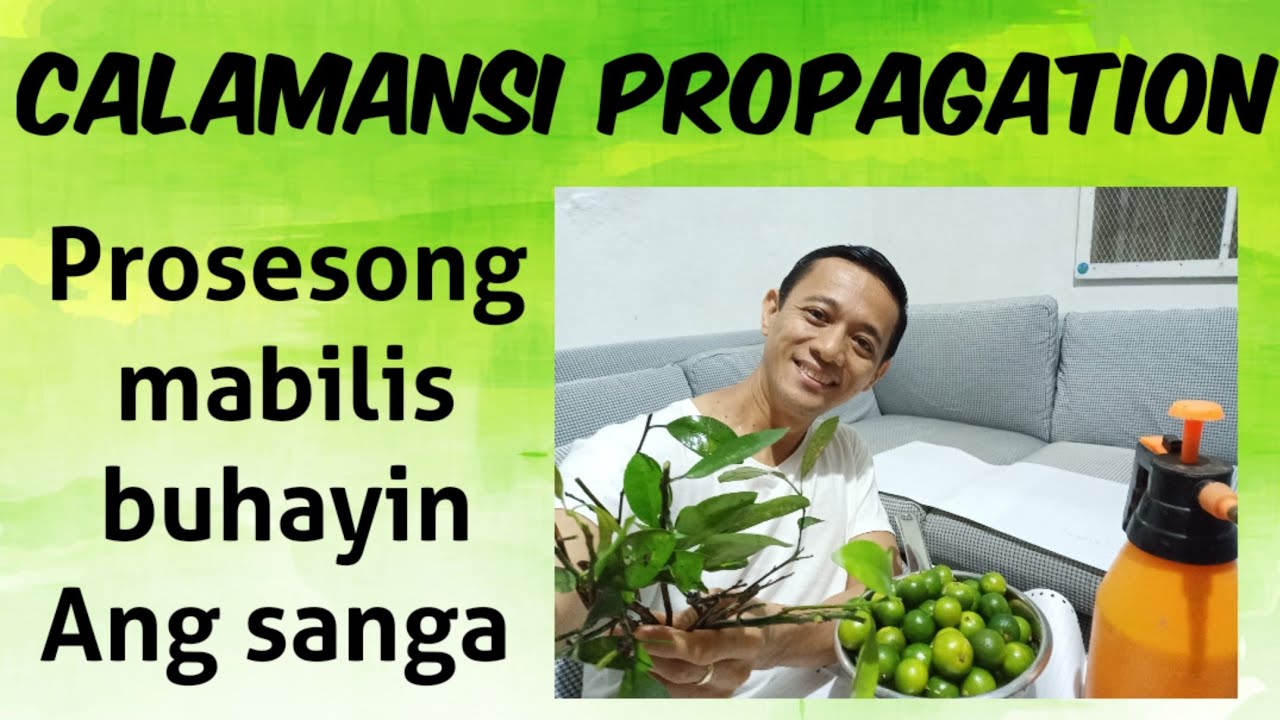 CUTTING Process for Calamansi