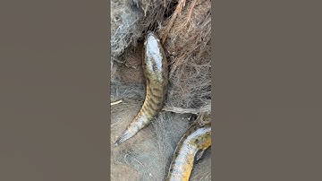 Best fish searching video #shorts