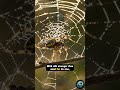 ⚡️ Deadly Spider’s Web of Steel: The Ultimate Trap Revealed! #Shorts