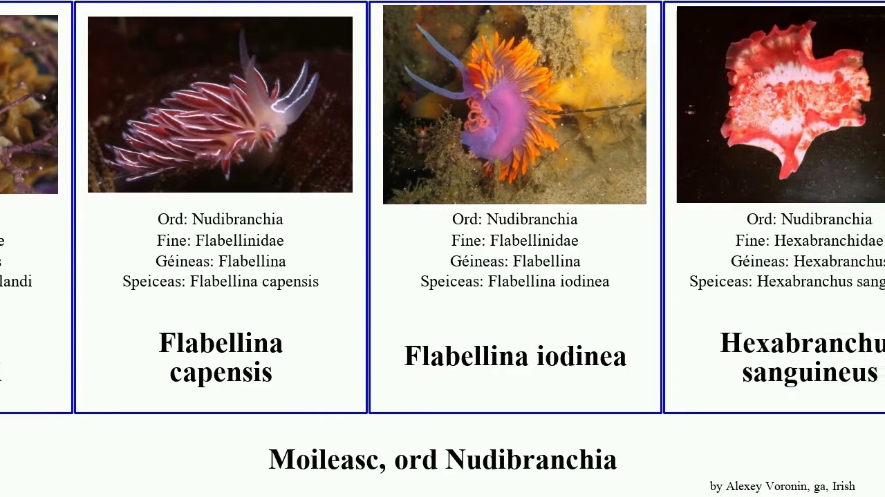 Moileasc, ord Nudibranchia capensis rosea mollusca lutea rugosa coronata verrucosa sanguineus Doto