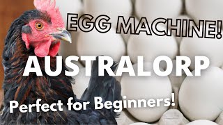 The Australorp: The Best Chicken for You?