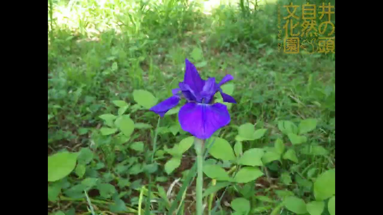 井の頭自然文化園 花ごよみ動画 アヤメの開花 - YouTube