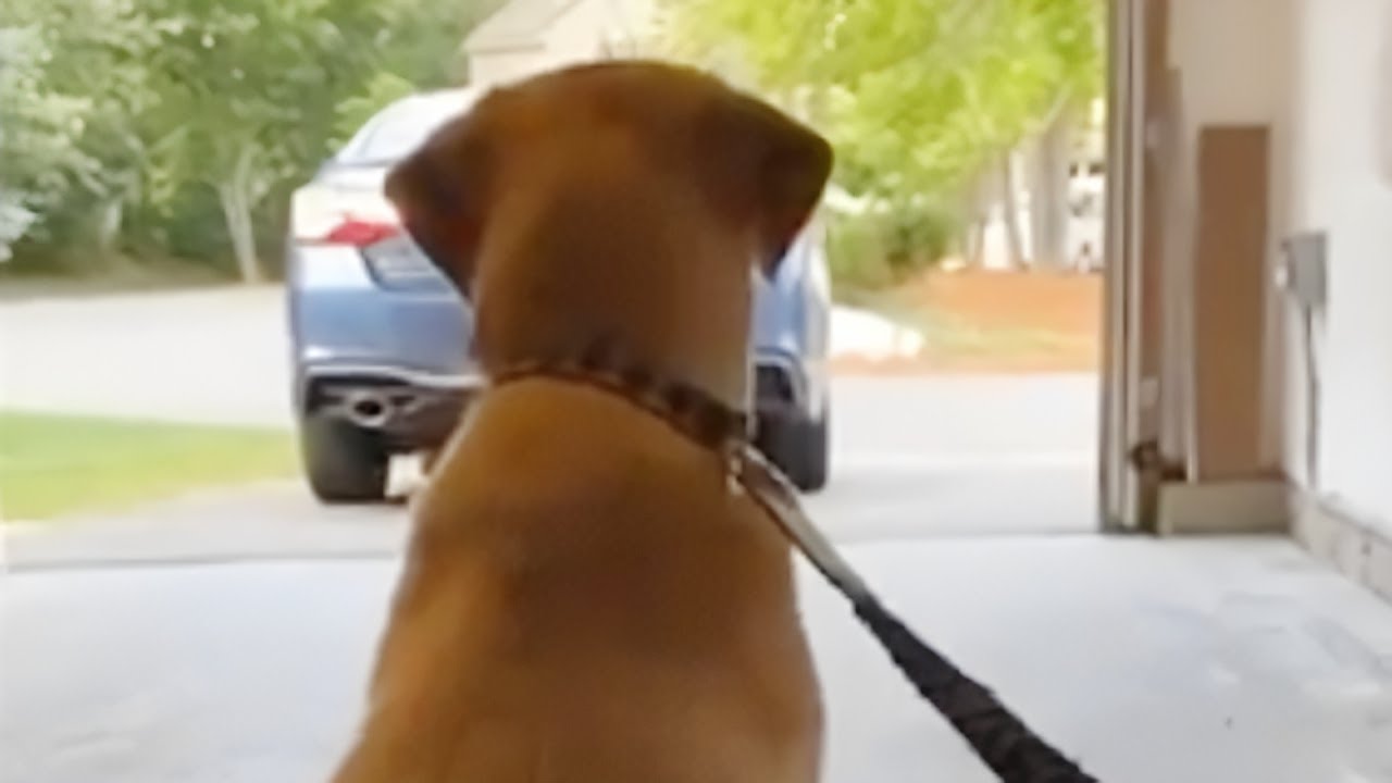 Incredibly excited pup reunited with owner after week apart - YouTube