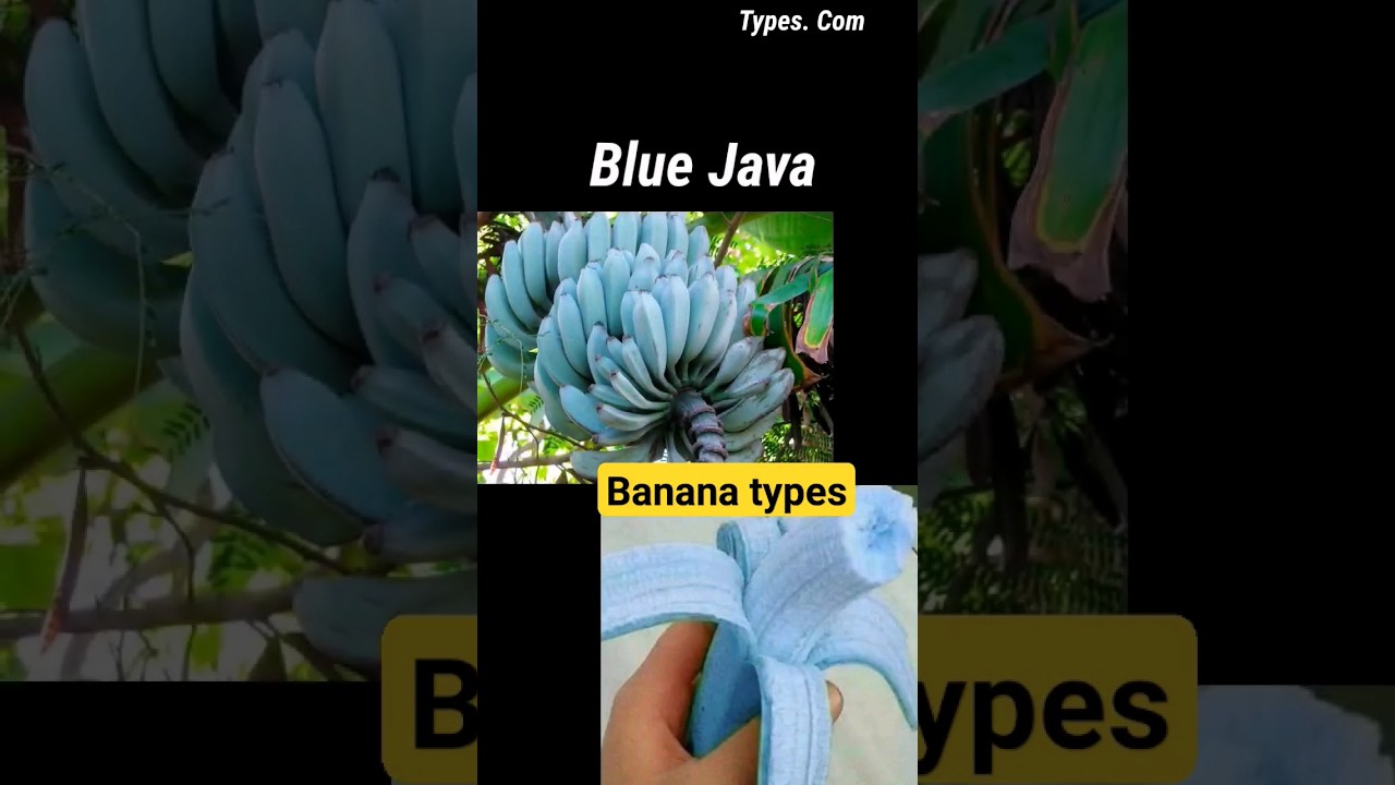 Types of banana 