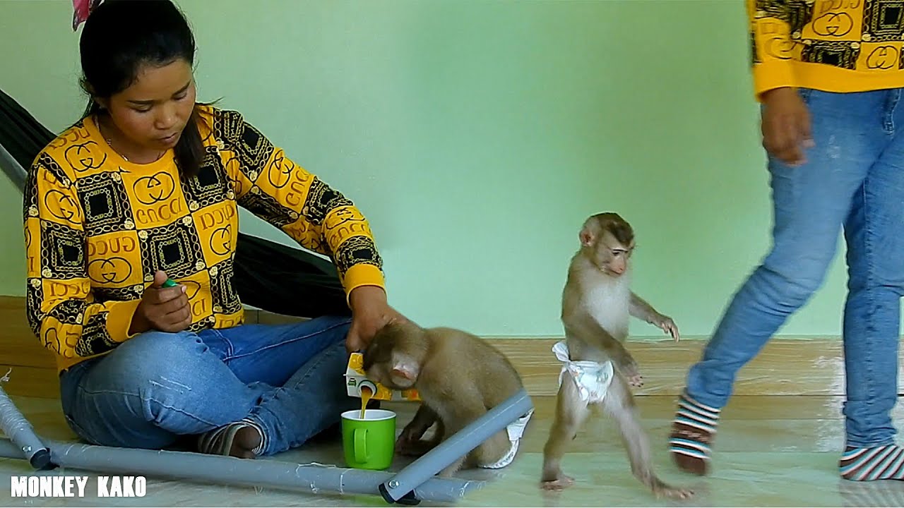 Smart Monkey Kako Walking Carry Orange Juice Box To Drink Near Hammock