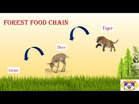 Examples Of Food Chains Forest Food Chain Grassland Food Chain Water Food Chain Kids Cloud