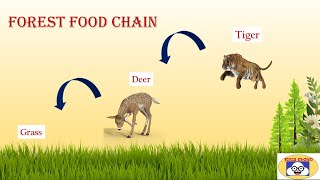 Examples Of Food Chains | Forest Food Chain | Grassland Food Chain | Water Food Chain | Kids Cloud