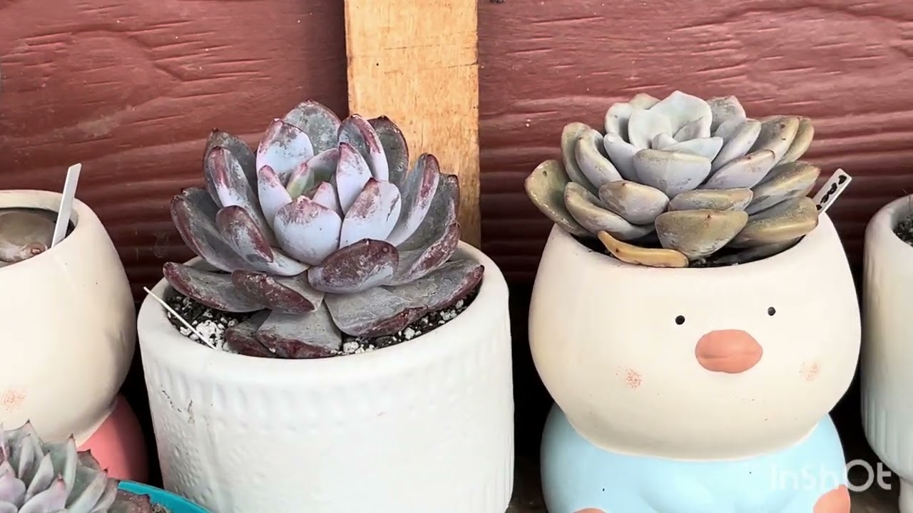 Jardín primaveral en la Patagonia chilena ❤️🌸🇨🇱 actualización, ￼