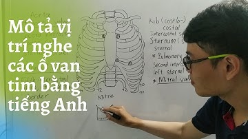 MÔ TẢ VỊ TRÍ NGHE CÁC Ổ VAN TIM BẰNG TIẾNG ANH