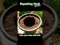 Repot Any Plant With My Hack #houseplants #repotting #fyp #fypシ #fypシ゚viral #plants