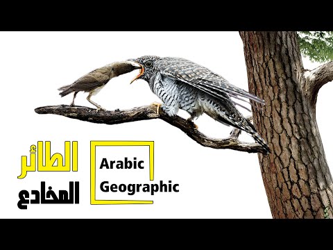 أخبث الطيور الوقواق الطائر المخادع الحيوانات والحياة البرية