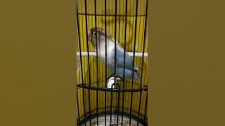 pancingan lovebird blue ice fighter | lovebird blue ice | lovebird fighter | blue ice