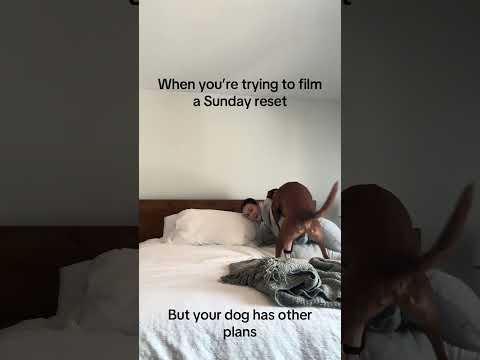 This dog.. #foryou #viralvideo #labradorretriever #foryoupage #cleaning #dogshorts