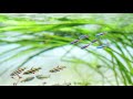 #49.【Aquarium Relaxation Video】見ているだけで眠りを誘う世界へ