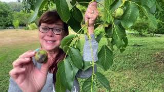 Foraging Walnut for Medicine