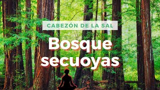 Bosque de las secuoyas, Cabezón de la sal Relájate y disfruta