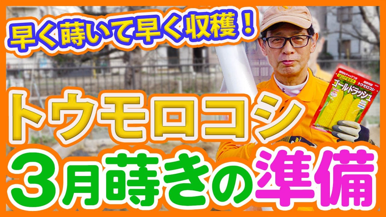 家庭菜園や農園でのトウモロコシ早まき栽培の準備を紹介！防寒対策や種まきの重要なポイントを徹底解説【農園ライフ】