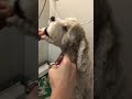 ⑩洋犬ミックスの健ちゃんのトリミング