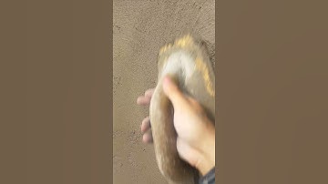 finishing the render smooth sand and cement rendering a little too wet to rub yet