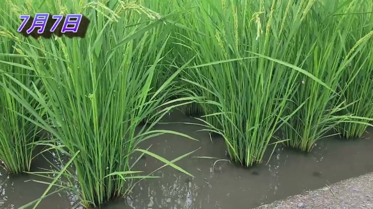 緑肥稲作は好調で大きな穂が付きました