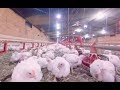 Take a 360° Virtual Reality Tour of a Chicken Farm