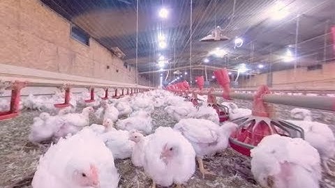 Take a 360° Virtual Reality Tour of a Chicken Farm