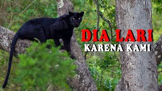 Detik-detik Saat MACAN KUMBANG Lari Karena Kedatangan Kami