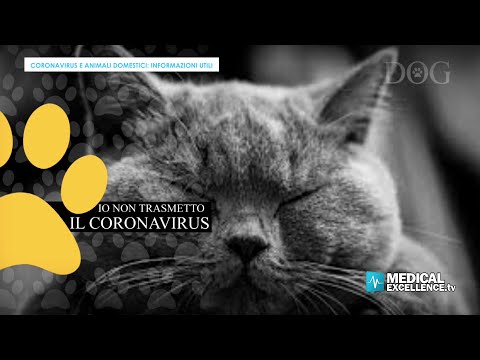 Video: Coronavirus: Hong Kong Avverte Di Non Baciare I Propri Animali Domestici