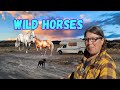 More rv repairs wild horses and visiting a renaissance village in ely nv